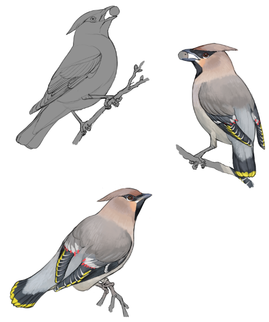 crow_artist's tweet photo. Working on a Waxwing tutorial for me Patreons! I had forgotten just how much fun these birds are to draw! https://t.co/8hC7lEvQ7p