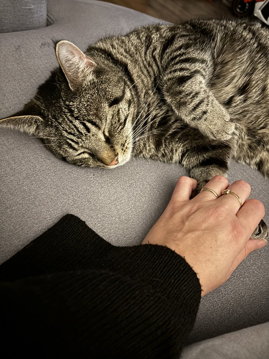 The Catheists tweet media