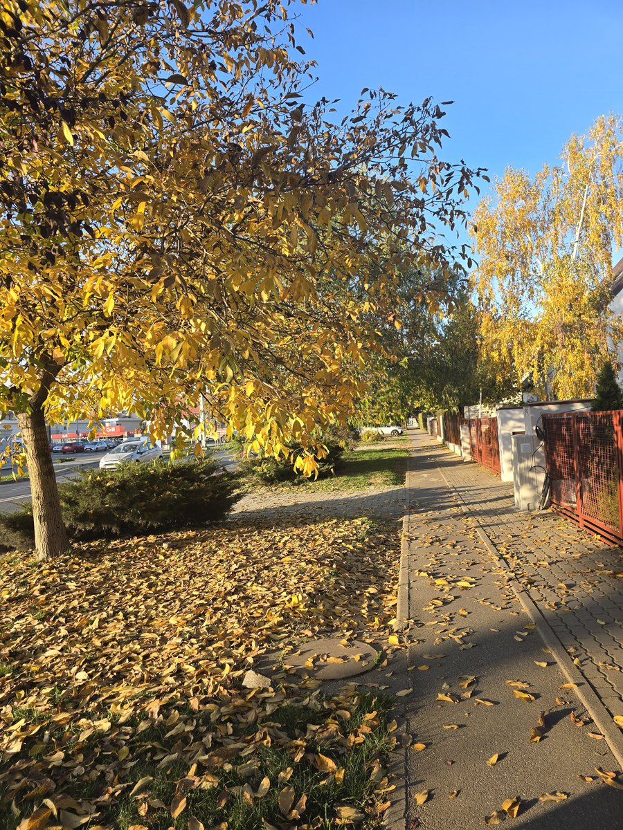 AnyaGray tweet media