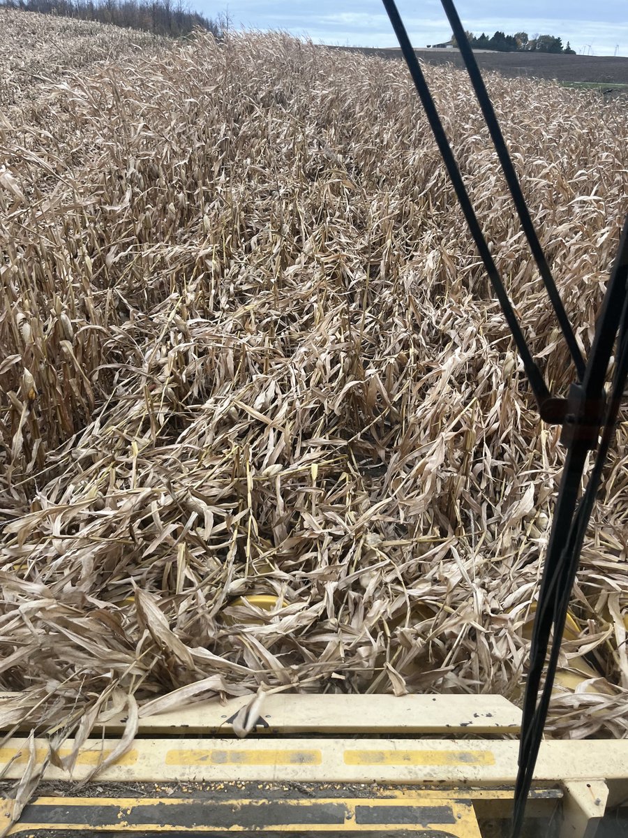 Corn isn’t handling wind very well. Glad we’re finished