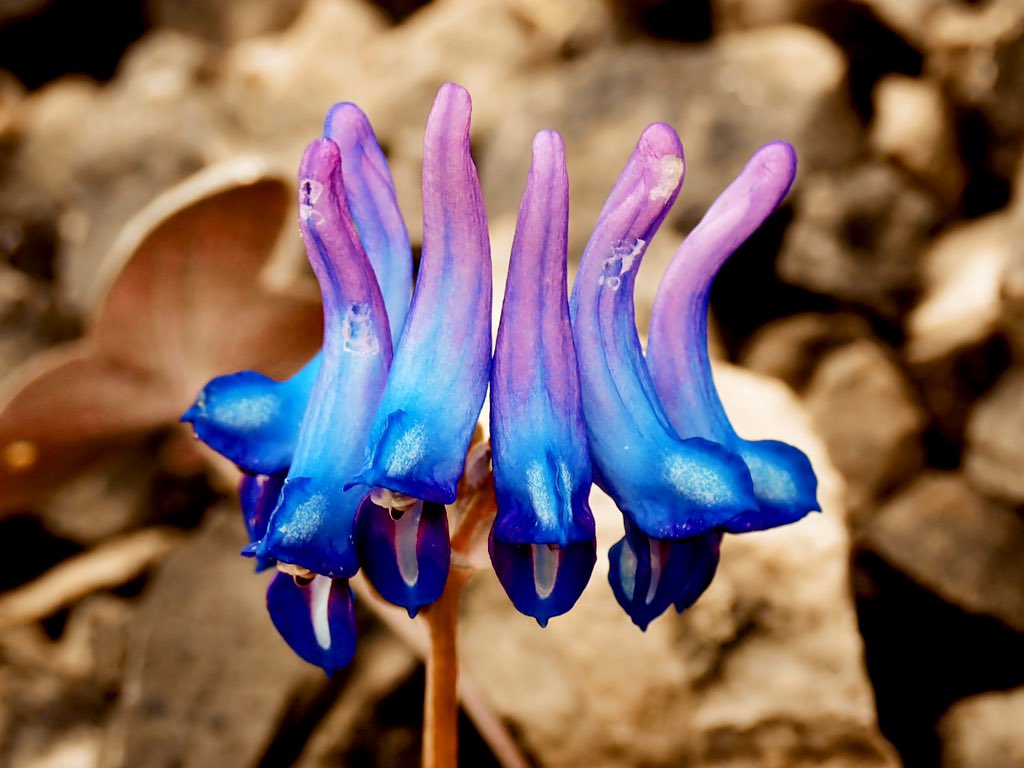 Corydalis hemidicentra (Papaveraceae)
Late July, Yunnan

It blooms late, and it's the first time I've come across one in bloom in years.