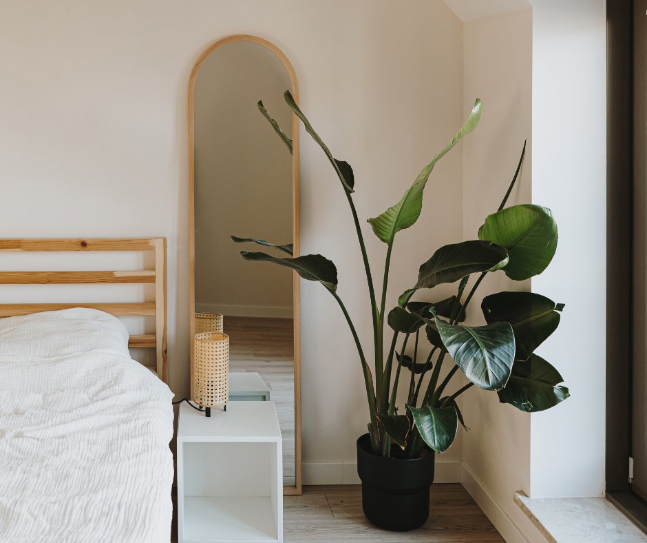 AmesShovelWorks's tweet photo. Elevate your bedroom at Ames Shovel Works with plant decor! Not only do they add a touch of nature’s beauty, but they also purify the air and boost your mood. Sleep better and wake up refreshed! 🌿✨ https://t.co/4X3wSoDtf0
