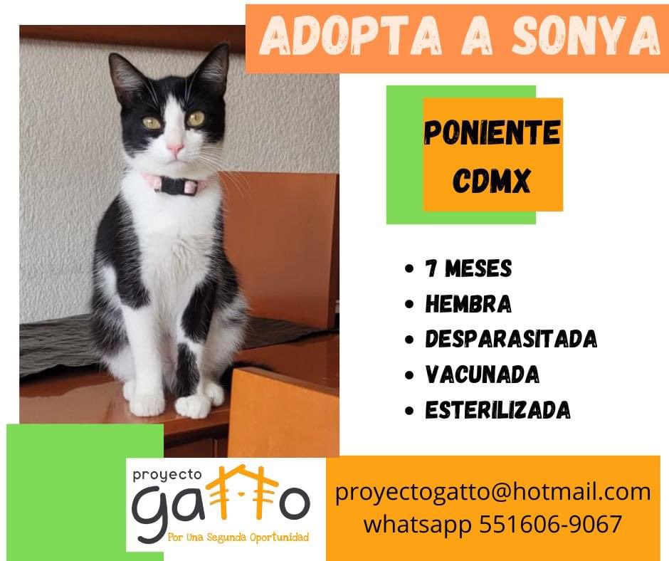 proyecto_gatto's tweet photo. @lagateria Hoy puedes cambiar la vida de alguno de estos hermosos… solo date la oportunidad de conocerlos… seguro que alguno se robará tu corazón… a cuál te vamos a presentar??? … #porunasegundaoportunidad #miaufest #cats #cat #catlover #adoptanocompres #gatitos #love #rt https://t.co/8NJfjlddnG