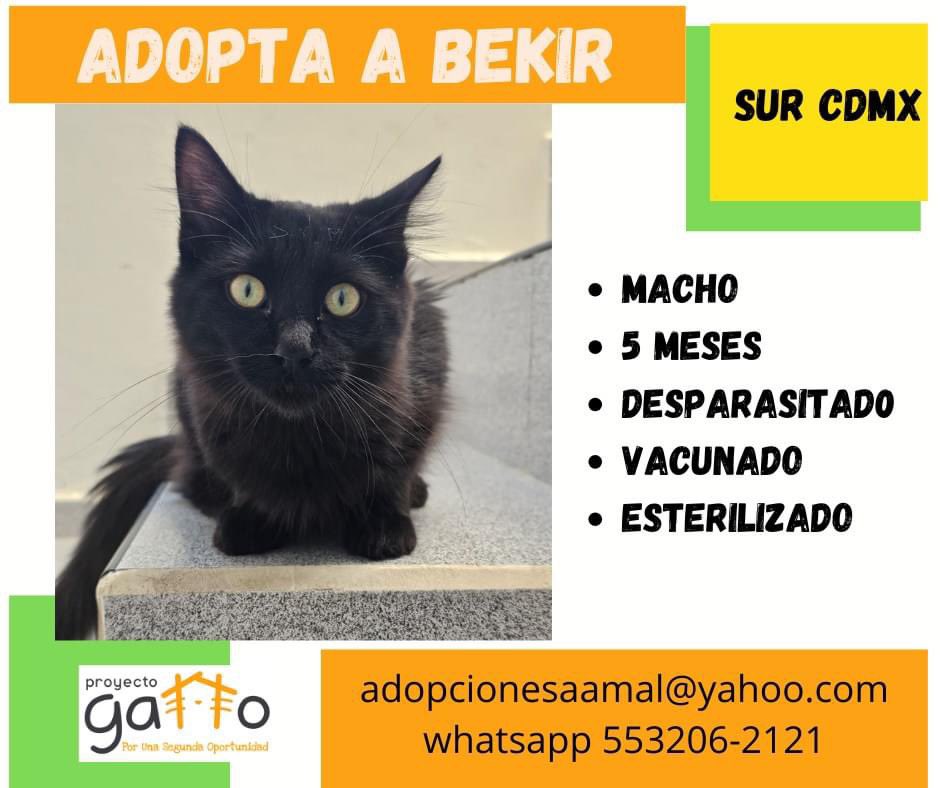 proyecto_gatto's tweet photo. @lagateria Hoy puedes cambiar la vida de alguno de estos hermosos… solo date la oportunidad de conocerlos… seguro que alguno se robará tu corazón… a cuál te vamos a presentar??? … #porunasegundaoportunidad #miaufest #cats #cat #catlover #adoptanocompres #gatitos #love #rt https://t.co/8NJfjlddnG