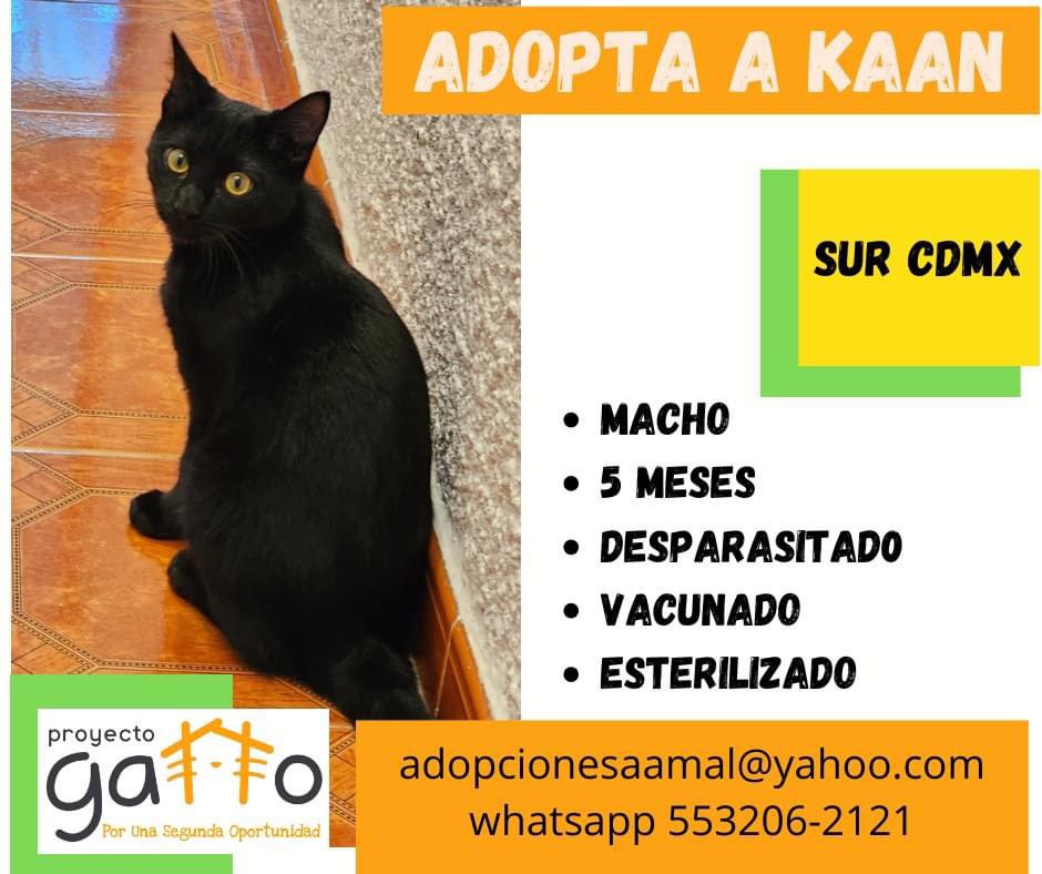 proyecto_gatto's tweet photo. @lagateria Hoy puedes cambiar la vida de alguno de estos hermosos… solo date la oportunidad de conocerlos… seguro que alguno se robará tu corazón… a cuál te vamos a presentar??? … #porunasegundaoportunidad #miaufest #cats #cat #catlover #adoptanocompres #gatitos #love #rt https://t.co/8NJfjlddnG