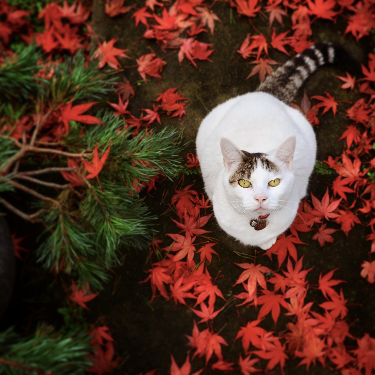 Jeff Overs tweet media