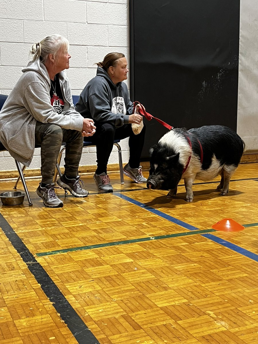 Ellesmere-Statton PS (@tdsb_esps) on Twitter photo But the hi-light was when our Vice Principal <a href="/ibrahim_remonda/">Remonda Ibrahim</a> and our Principal <a href="/etiennemerci/">Etienne Mercieca</a> kissed a pig.
A huge shout out to Ally and Wendy of <a href="/RalphysRetreat/">Ralphy's Retreat</a> in Wyebridge for bringing in the star of the show. Charlie, a 2 year old pot bellied pig. But the hi-light was when our Vice Principal <a href="/ibrahim_remonda/">Remonda Ibrahim</a> and our Principal <a href="/etiennemerci/">Etienne Mercieca</a> kissed a pig.
A huge shout out to Ally and Wendy of <a href="/RalphysRetreat/">Ralphy's Retreat</a> in Wyebridge for bringing in the star of the show. Charlie, a 2 year old pot bellied pig.