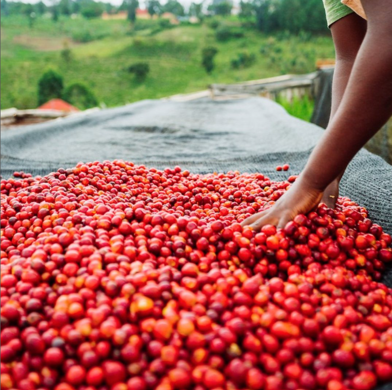 Our new premium quality, single-origin bean from Uganda, Nyaksheny,i is carefully handpicked, turned and dried. Once the coffee reaches the ideal moisture level, it's  graded, and sealed in Grain-Pro bags to preserve its exceptional taste and freshness.
#Artigiano #LetsHaveCoffee