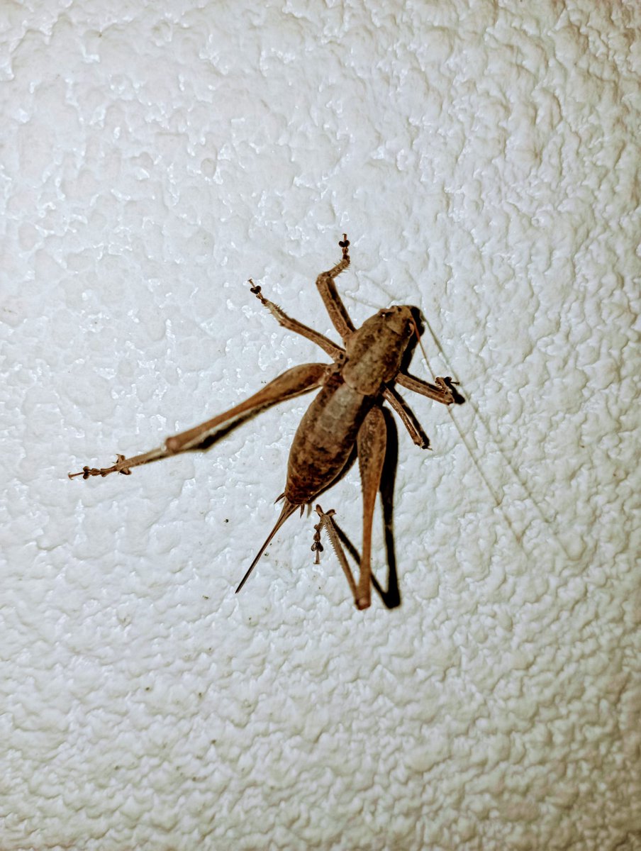 AbbeyHartmann's tweet photo. @humm_julie ... Mon #colocataire " Kikou " 🦗 https://t.co/4uzYJ2GhzW