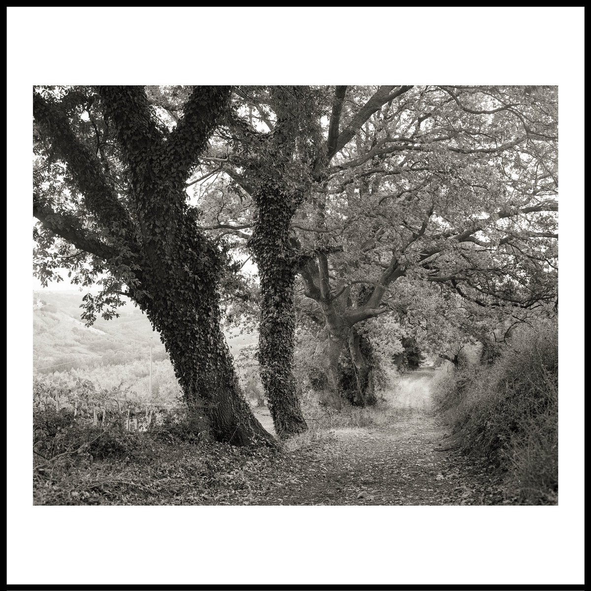 analoguescott's tweet photo. 📷 Pentax 6x7 &amp; SMC Takumar 105mm f/2.4
🎞 Ilford HP5 Plus
🧪 Ilford DD-X
@ILFORDPhoto 
📍Pollutri #ilfordphoto #pentax67 #pollutri https://t.co/TluKeGTeCe