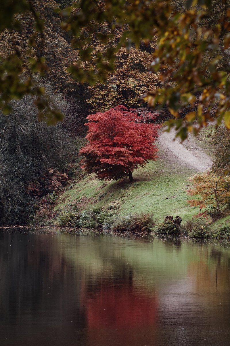 SamRobMash5's tweet image. My daughter took this. 16 and an amateur photographer. Specialises in nature and knows nature needs no filter. Taken at an NT Arboretum. Had to share. @Treeglee @Britnatureguide #treeclub @WoodlandNomad