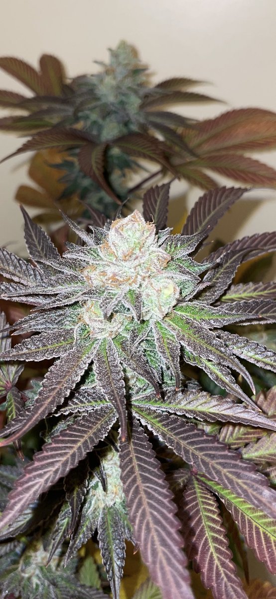 Uruzseeds (@uruzseeds) on Twitter photo 