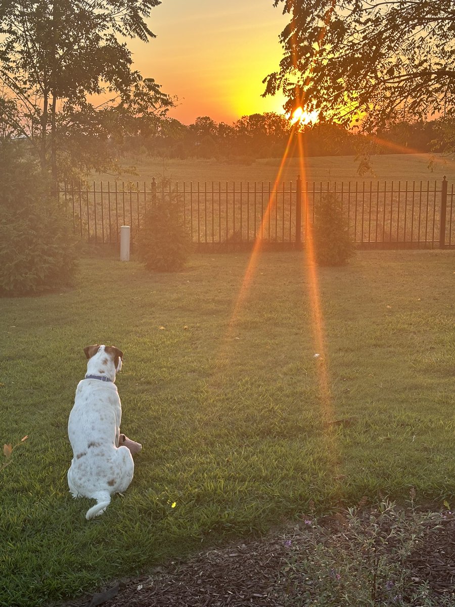 cobbo10's tweet photo. @PuppiesIover He likes sunsets https://t.co/QdRu0Cd4Td