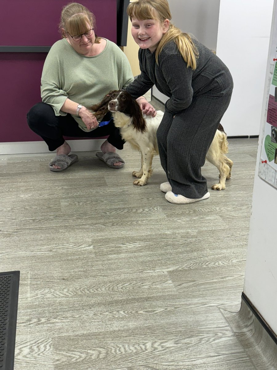TomFitzgibbons1's tweet photo. Thanks to us &amp; 3 other motorists, managed to stop a fast  A14 at Kettering to rescue this girl. She decided the A14 was fun place to chase cars in lane 2. Taken to local @NorthlandsVets and she was chipped &amp; registered.  Reunited with her family thankfully. #dogrescue #A14 https://t.co/2YxFOnOB2x