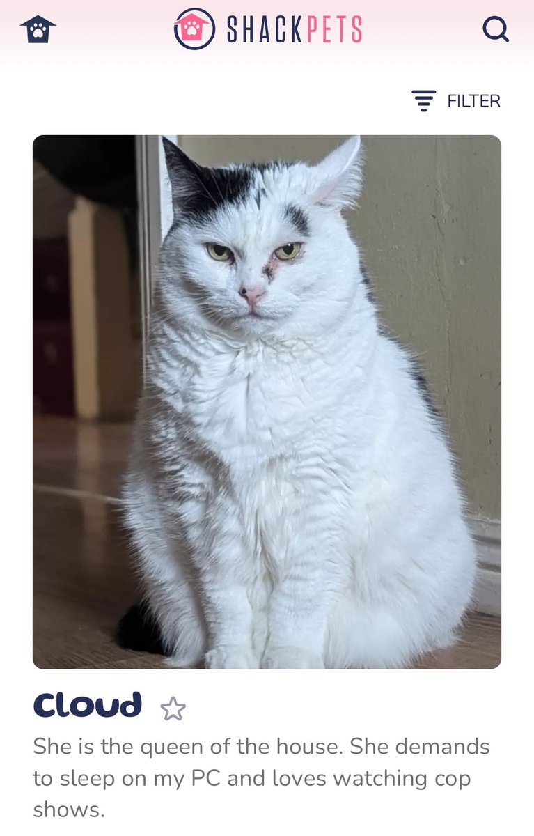 shackpets's tweet photo. Cloud seriously wants you to have a good weekend. 😼#weekendconfirmed #cats #weekend https://t.co/w9jiK19k3y