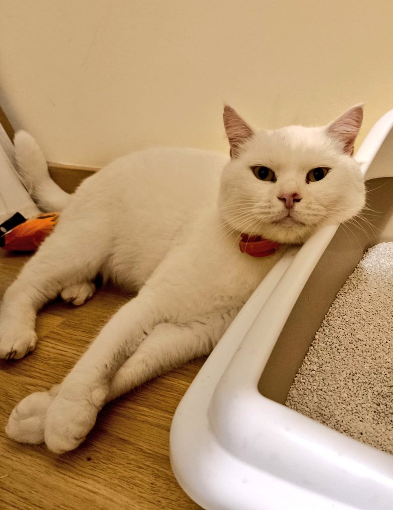 Lion ❄️ tweet media