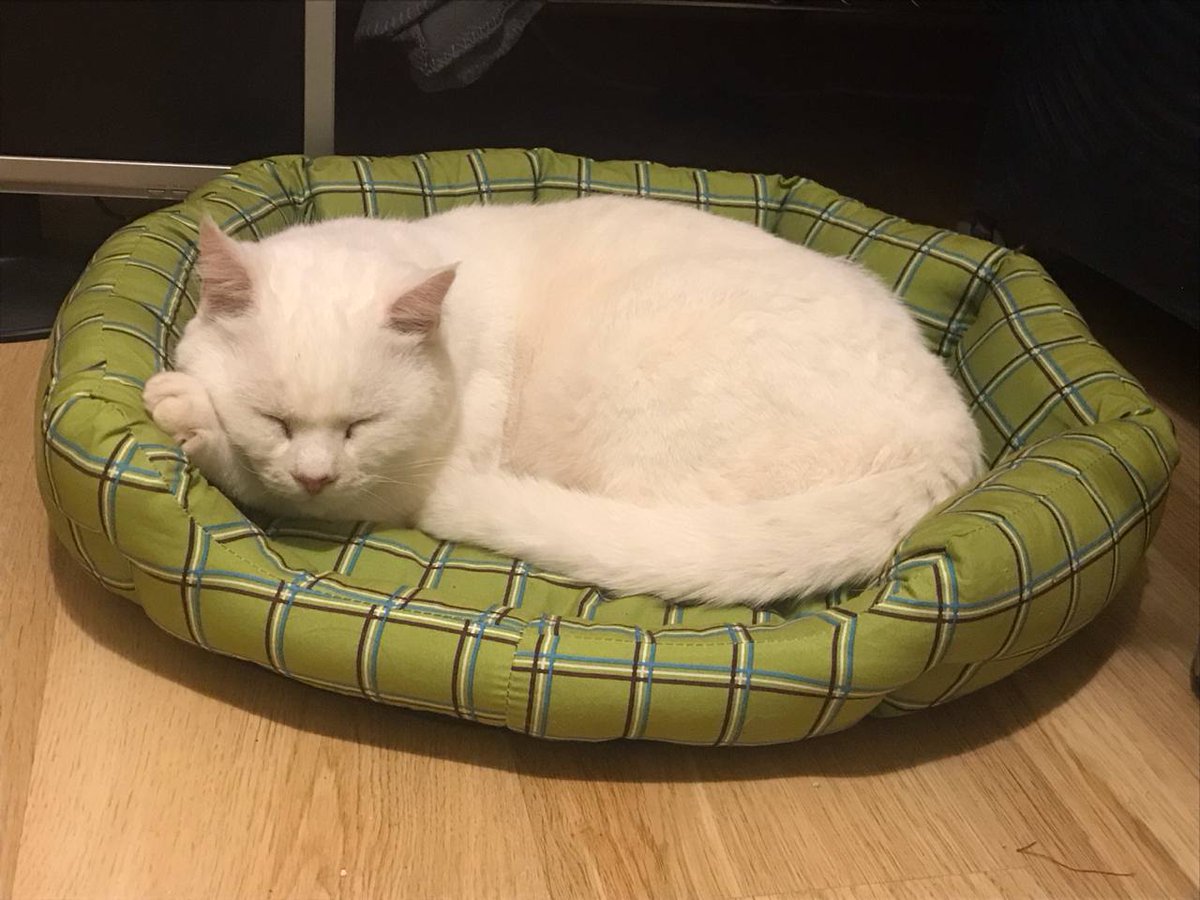 Hello, Hunters! 

This is Athos, a rescue from the recent flash flood in Valencia named after our new favorite elite Palico! 

Check the next tweet for info on how to help ⏬⏬

#MHWilds #Valencia #MonsterHunterWilds