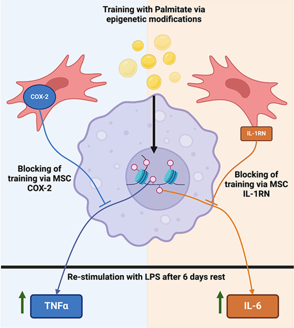 .<a href="/LauraBitterlich/">Laura Bitterlich 🏳️‍🌈</a> and team at the <a href="/KEnglishLab/">Prof Karen English</a>  show that palmitate drives trained immunity in human #macrophages dependent on epigenetic remodeling. 

💡 Learn more in <a href="/cytotherapy/">Cytotherapy</a>: bit.ly/40s8YMk