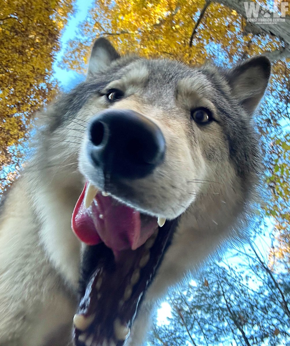 nywolforg's tweet image. GM! 😀