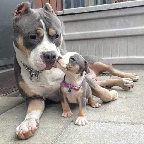 PitbullAddicts's tweet photo. https://t.co/VuoGfHzNes