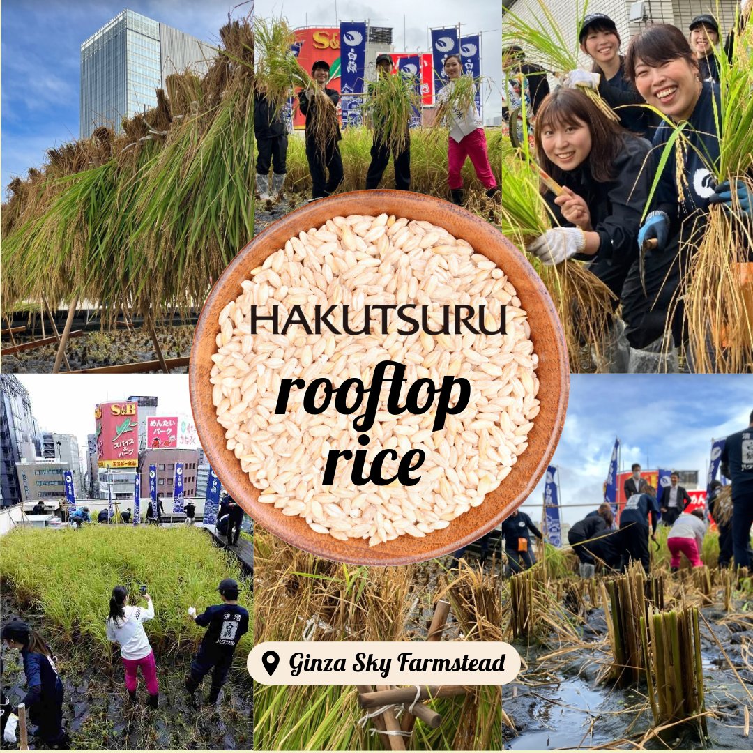 Exciting news! Our partner Hakutsuru Sake Brewing just harvested rice from their rooftop paddy in Tokyo’s Ginza! This innovative project features 1,700 plants of Hakutsurunishiki rice, crafted for their sake. Click here to learn more about Hakutsuru: sakeone.com/fine-imports/h…