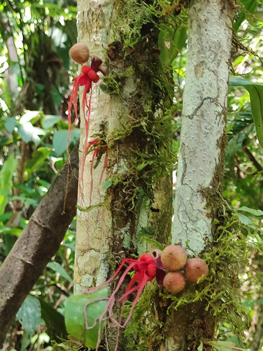 The walk to the Primary forest was a unique experience, we saw the magnificent ceibo tree which is over 200 years old, we heard about the walking trees and we were show the medicinal plants 
#CampEcuador #CampsEffect #DoSomethingAmazing <a href="/CampsInt/">Camps International</a>