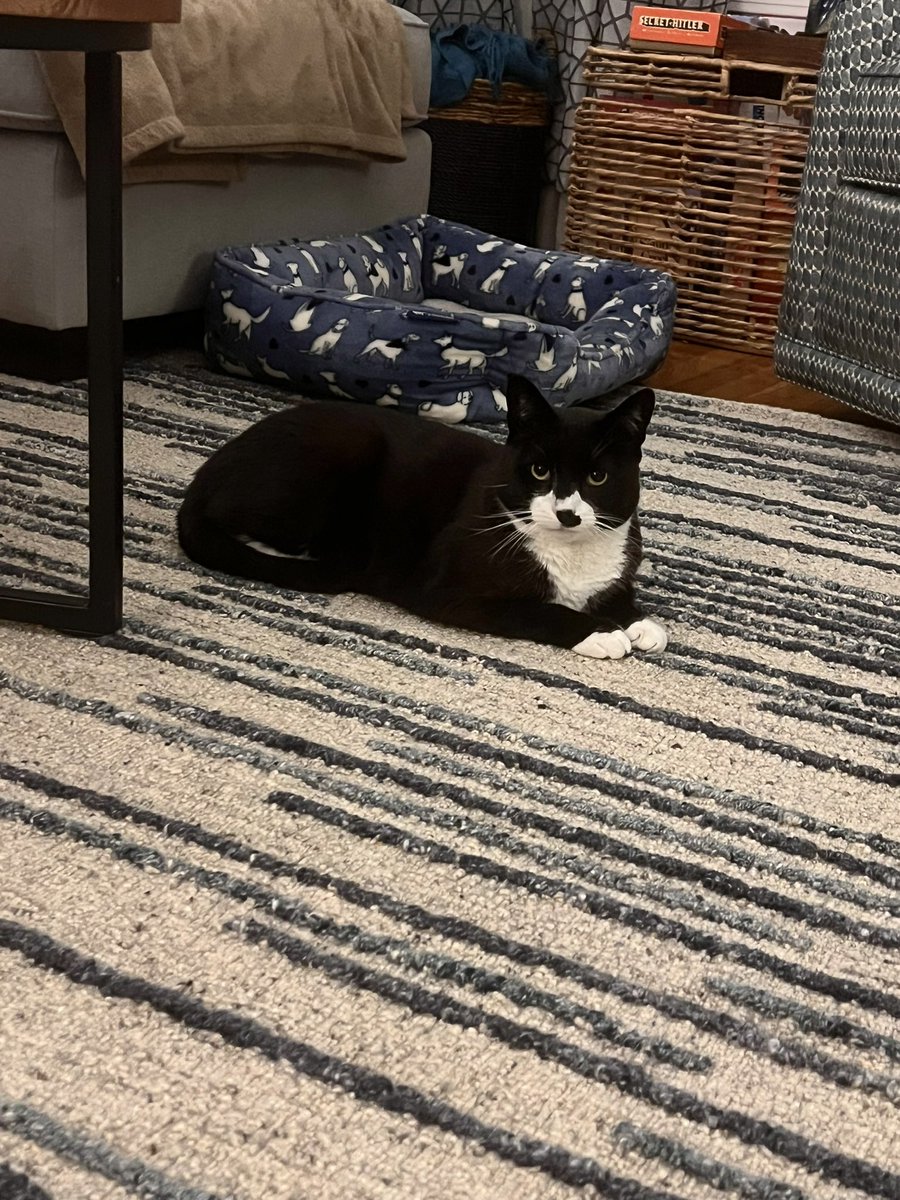 K | E | V | I | N tweet media