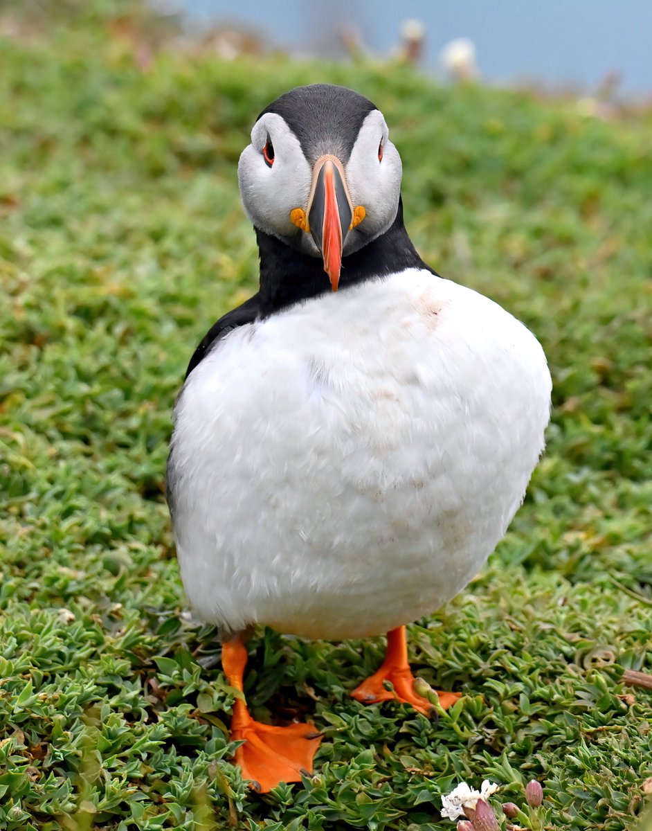 Carl Bovis tweet media