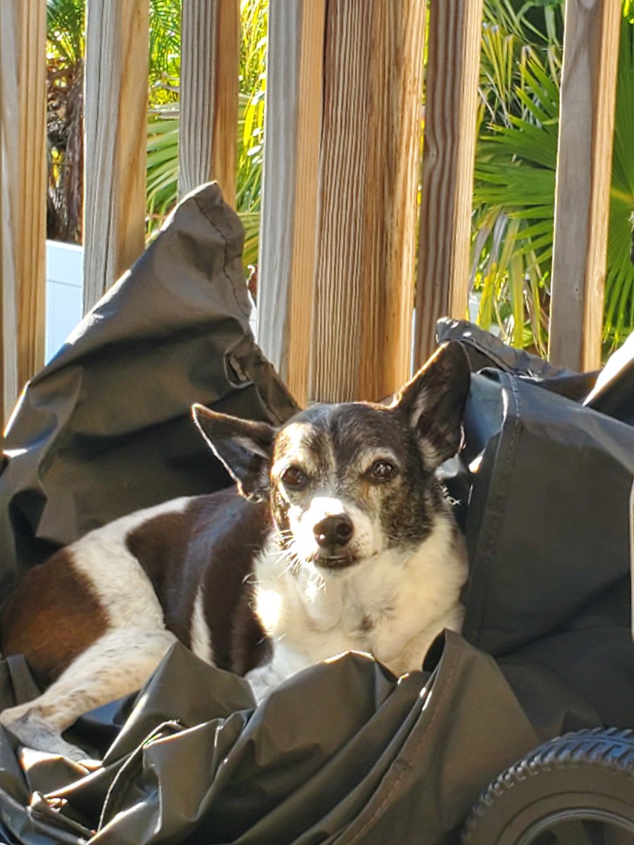 chopper_75's tweet photo. Hello,one of the hardest days of my life. I lost my best friend of 20 years. You touched so many lives. 
Moving off the island or what's left of it.
FUCK YOU TOURISTS

RIP Chopper https://t.co/oMQ56ZAO7U