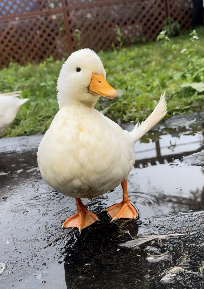 supaider717485's tweet image. うん
おはよ
みんなは　おやすみ？