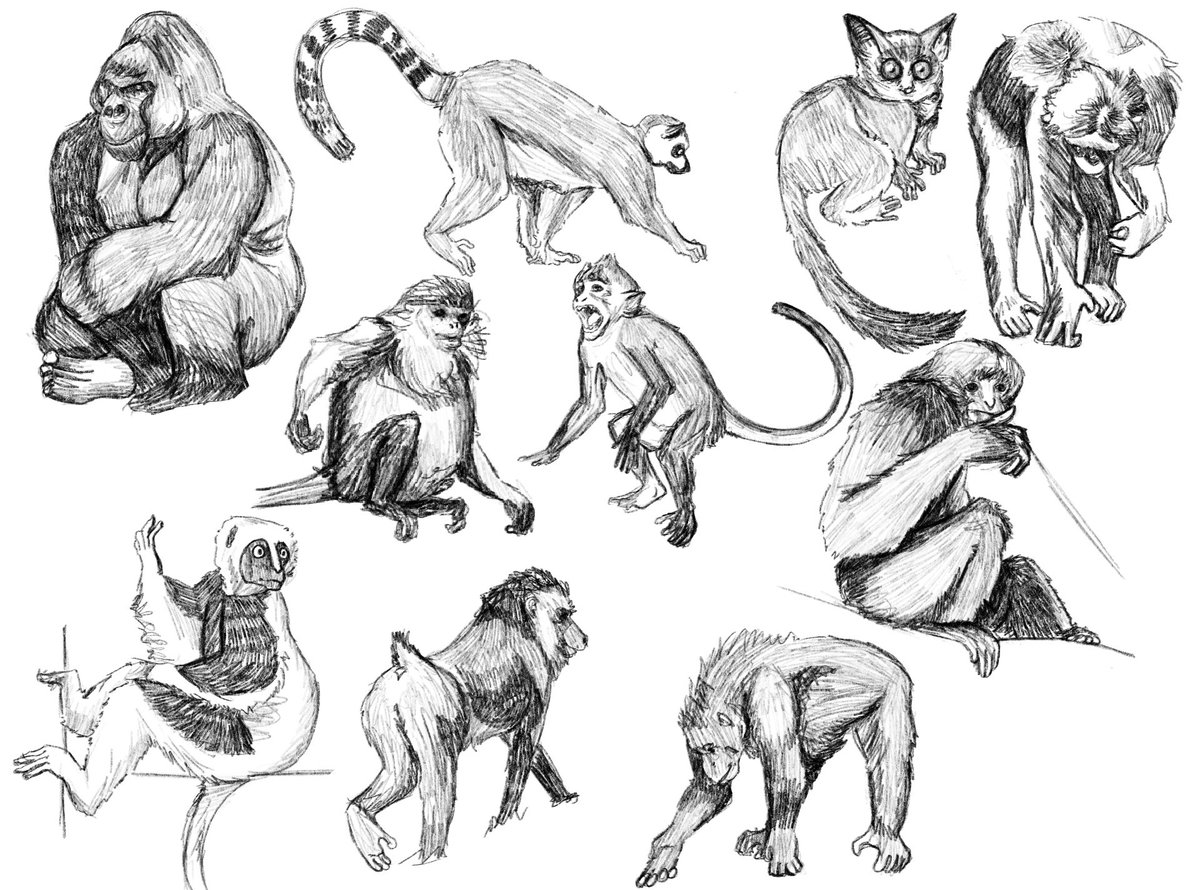 DirtBlockBee's tweet photo. Monke study https://t.co/Mbh8jy6pLs