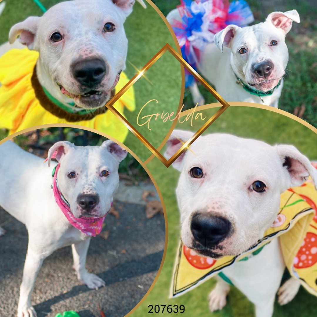 Not the Same tweet media