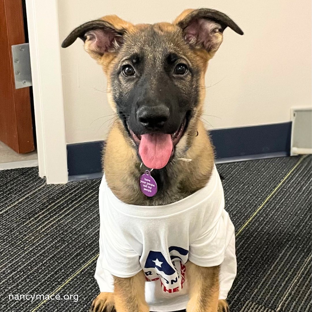 NancyMace's tweet image. There is still time to join Team Mace before Election Day — every paw counts! 

Visit Nancymace.org/get-involved/ if you want to be apart of our final Election Day push.
#LowcountryFirst