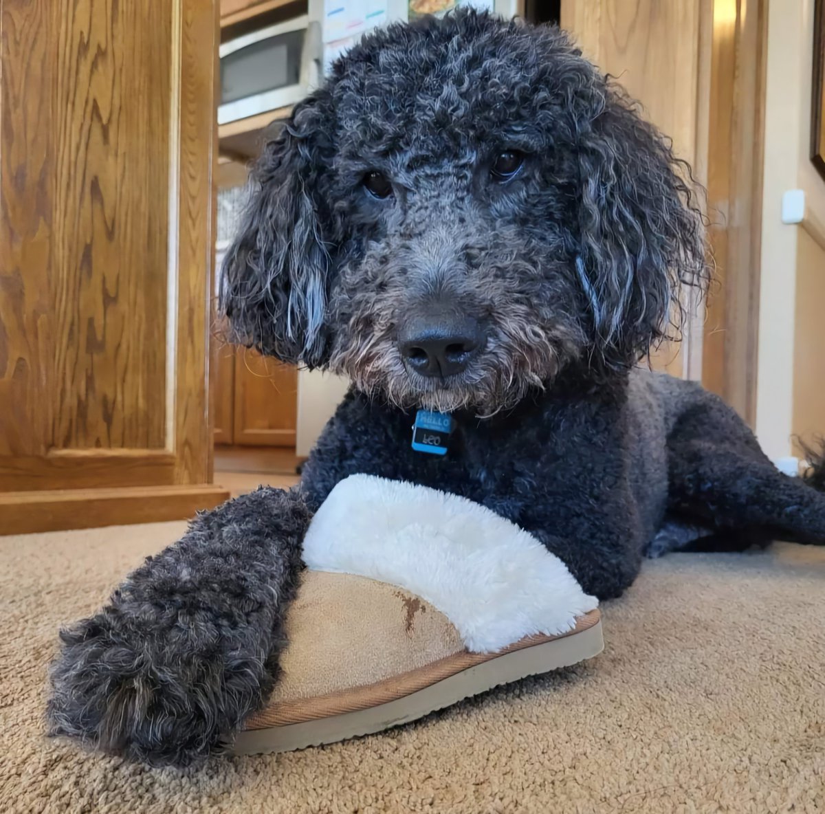 IvyLisko's tweet photo. We have to put Leo to sleep. He has a terminal mass around his heart, lungs and brain...only 5 yrs old and I will lose him https://t.co/CxwnAal2bQ