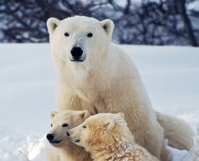 🐻‍❄️ Discover the World of Polar Bears! 🐻‍❄️

Did you know that polar bears can swim for miles in the freezing Arctic waters? These incredible creatures face daily challenges, but their resilience is truly inspiring🧊

Dive into the world of polar bears and learn more about their