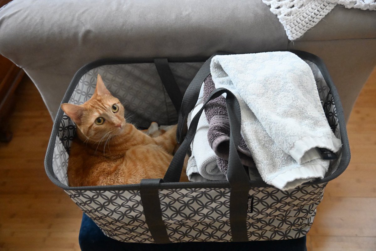 KWOOatCa's tweet photo. Oscar inspecting the fresh laundry https://t.co/vLCQxfZZLx