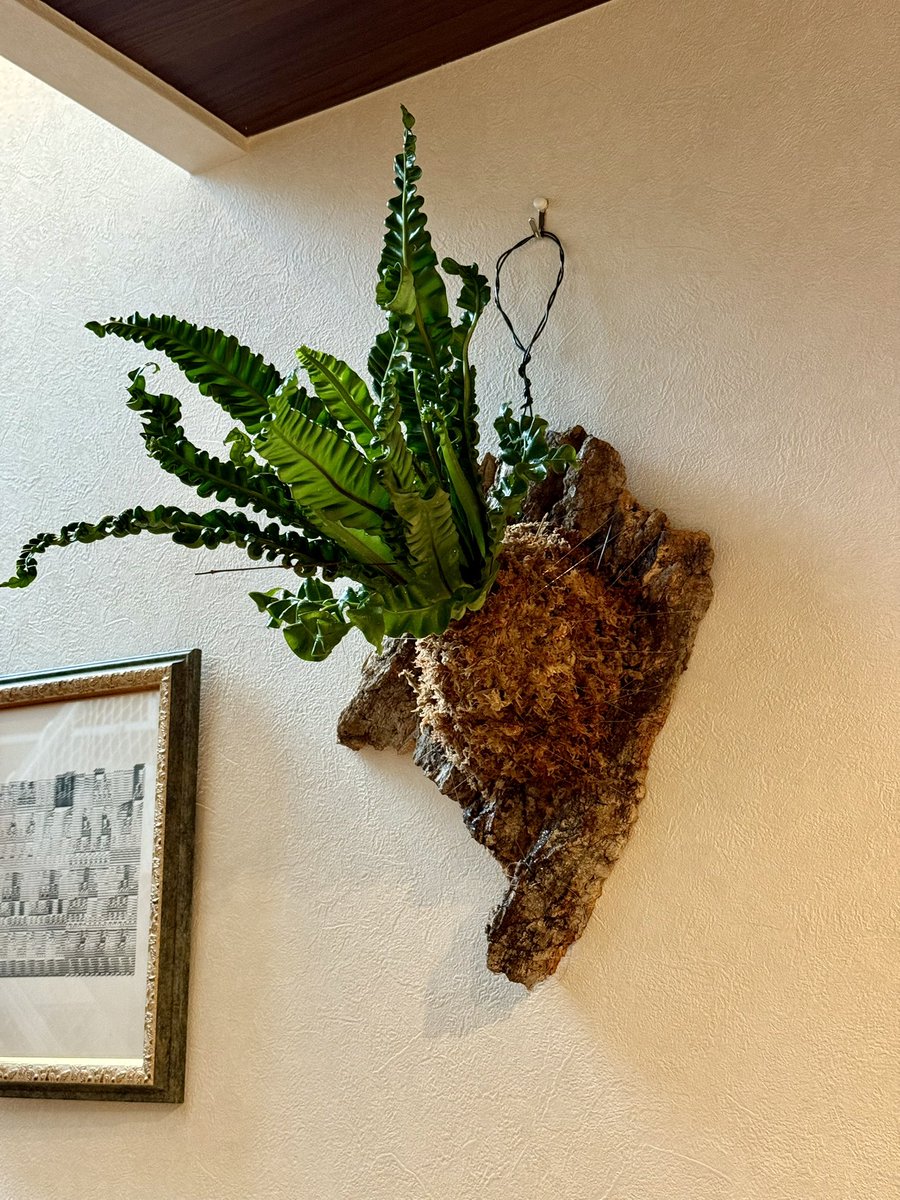 takase_s's tweet image. アスプレニウムの板付け　#アスプレニウム #asplenium