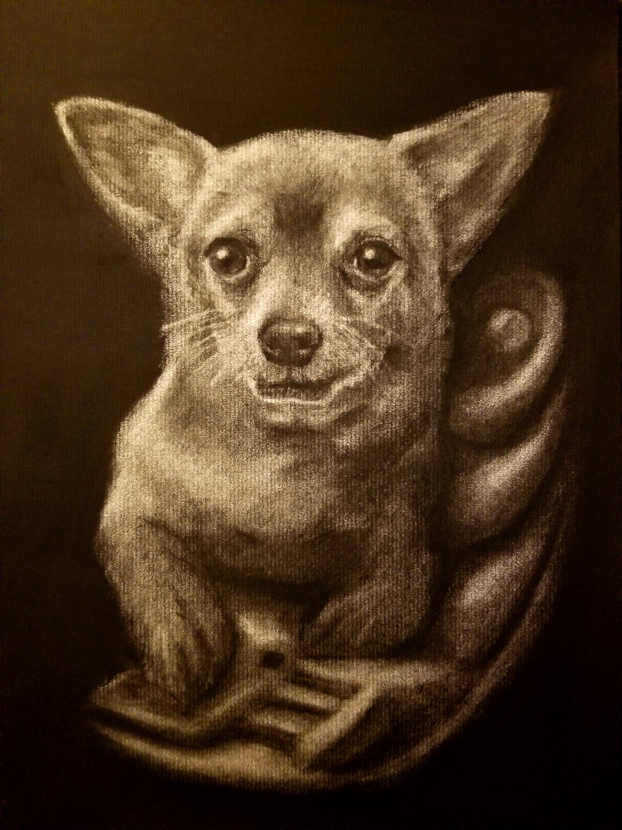 Later_AtBobs's tweet image. Charcoal on laid paper, 9x12 inches #animal #dog #drawing #charcoal