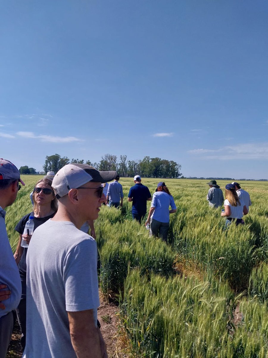 GrupoEcofisPerg's tweet photo. 🌾🫛 Hoy participamos de la jornada en campo de cultivos invernales de @IntaPergamino.   Mostramos ensayos a campo de fenología y velocidad de secado de materiales comerciales de trigo.   

¡Gracias a todos por asistir!  

👩🏼@FerGGonzalez73  
🙋🏼‍♀️@NicolePretini  
💁🏼‍♀️Giuliana Ferrari https://t.co/Q3HWOPpYgU