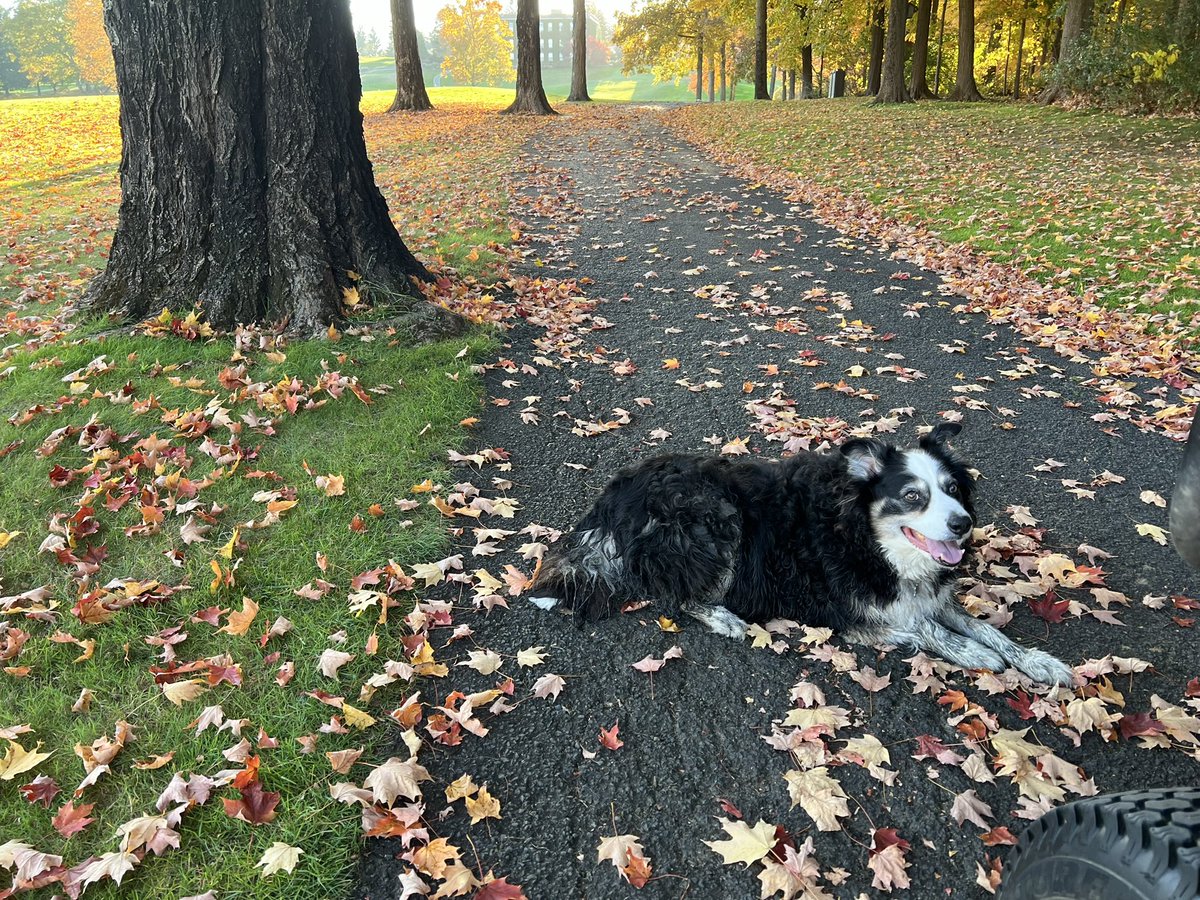 jim_pav's tweet photo. Some pics from the week. #whitey #ruger #fairview #dogsofturf #dogsoftwitter #fallcolors #golfcoursedogs #turflife #golflife #golf https://t.co/CVyDJ21zI9