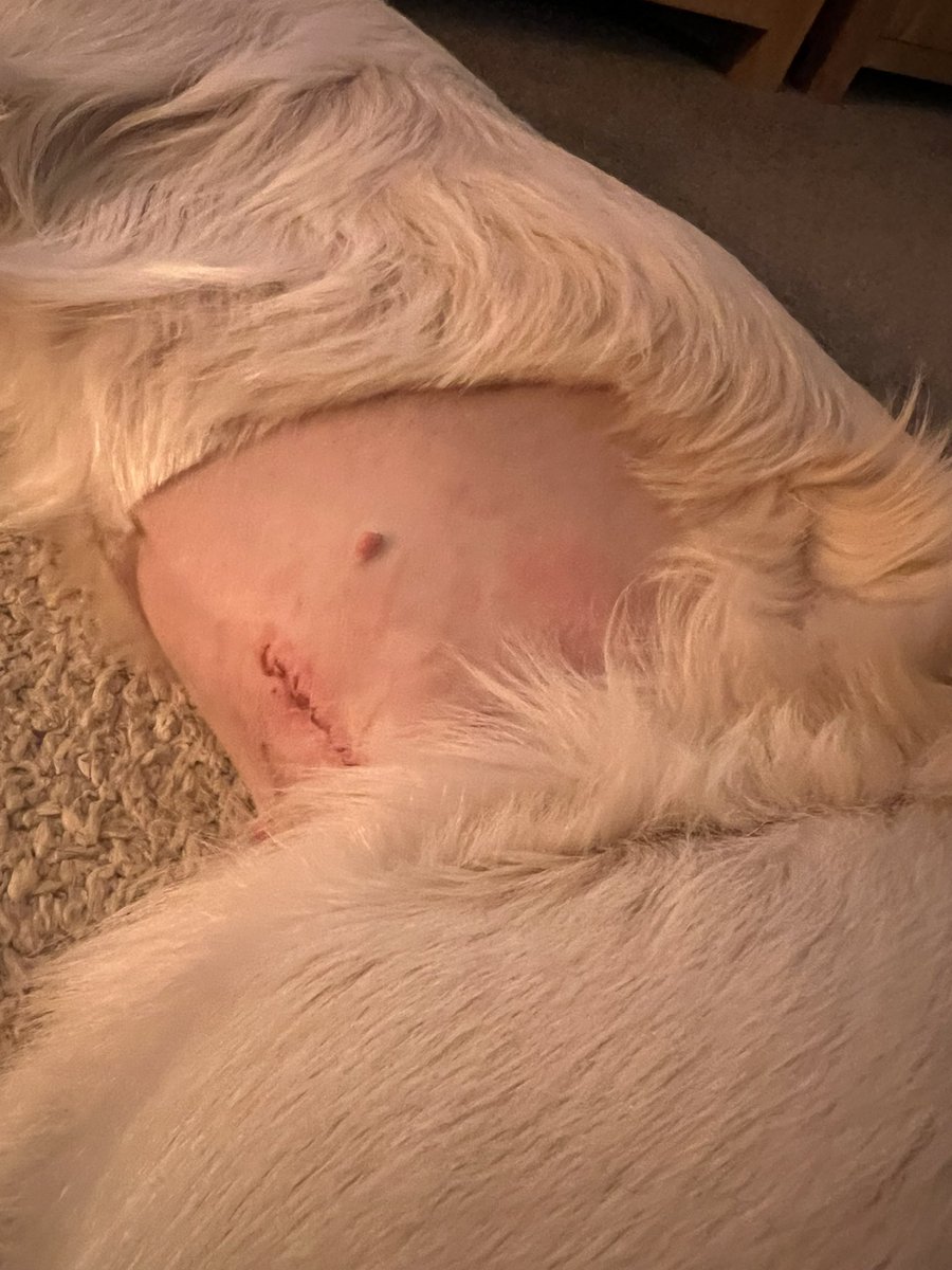 My dog has had an operation and now she looks like comedian <a href="/paulfoot/">Paul Foot</a>