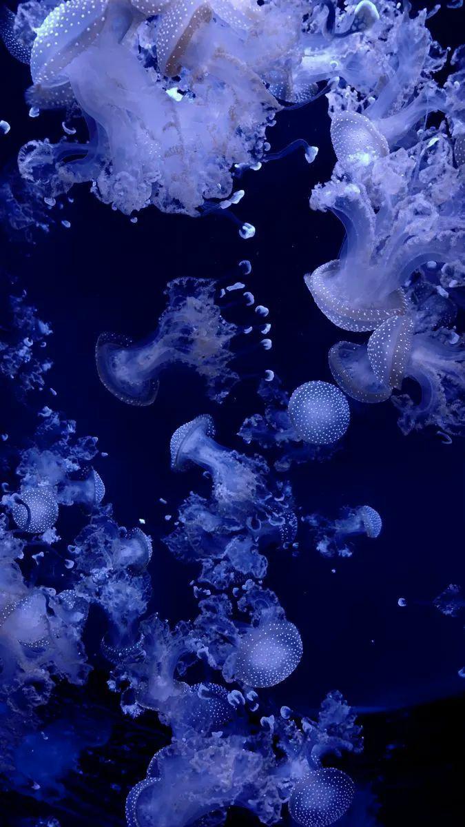 cryszri's tweet photo. ‧͙✧₊˚ 𝐉𝐞𝐥𝐥𝐲𝐟𝐢𝐬𝐡 𓍢ִ໋💙 ๋࣭ ֶָ֢ ࣪˖✩
 ⋆🫧 ᡣ𐭩 .𖥔˚･ ｡ https://t.co/dZTgDhygqs
