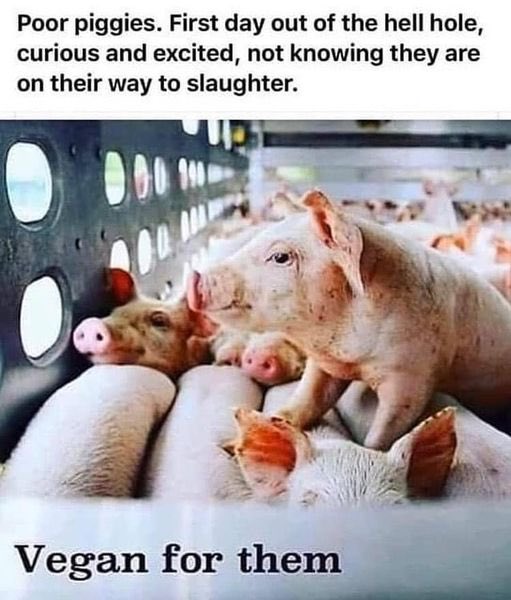 Happy World Vegan Day! 💜