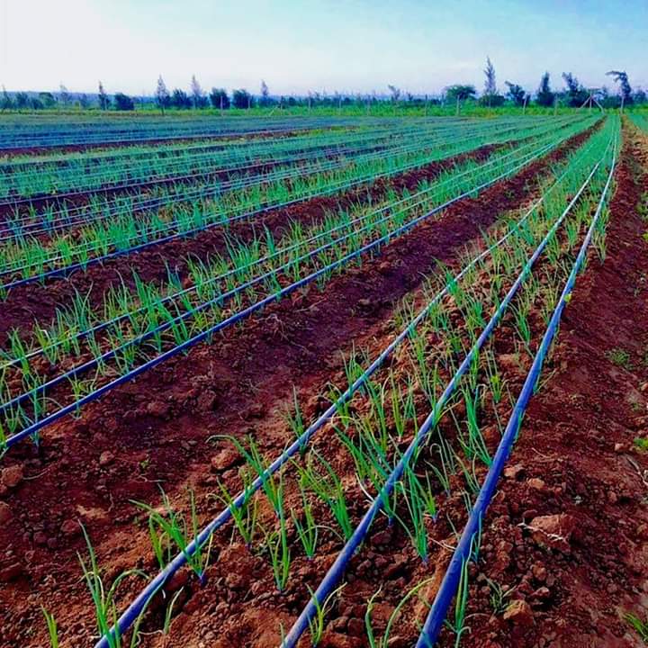 Elysee0fficial's tweet image. Maximize your crop yield with smart irrigation!  Instead of overwatering, use drip irrigation to save water and target roots directly. This method can reduce water usage by up to 70% while boosting crop growth. 
#WaterSmart #EfficientFarming #SustainableAgriculture