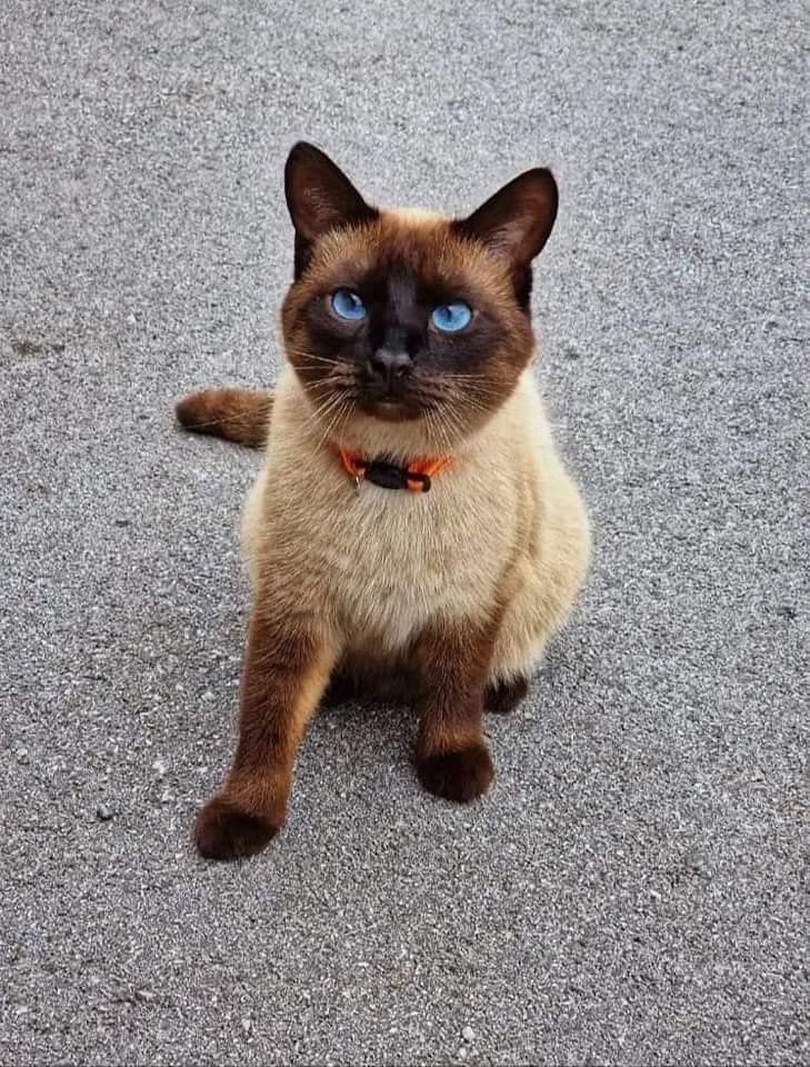 Happy Cat 🐱💟 tweet media