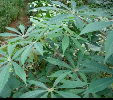 LeandreBaka2's tweet photo. Cassava leaves provide 21% protein and are readily available in Rwanda. Great for keeping feed costs low. #LocalFeeds #AgriHopper #ThevoiceofFarmer https://t.co/d2HFAUHZ2i
