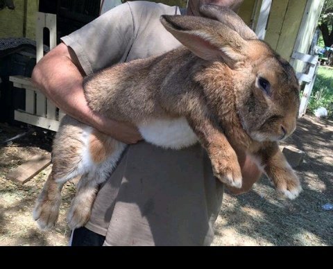 AgriHopper's tweet image. Worldwide, Flemish Giants are known as gentle giants and can reach up to 10 kg! Ideal for meat production. #FlemishGiants #AgriHopper #ThrvoiceofFarmer