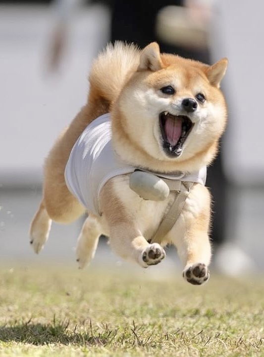 飛んでタコス🌮この笑顔で楽しいが溢れ出てる✨✨