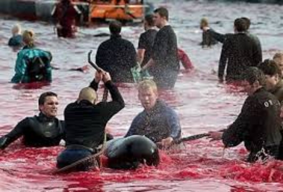 #StopTheGrind
Captain Paul Watson was in these waters to save his clients from this extream cruelty Denmark, FaroeIslands, these whales suffer in more ways that anyone could imagine. Be on the right side of history. 
#FreePaulWatson
#StopWhaling