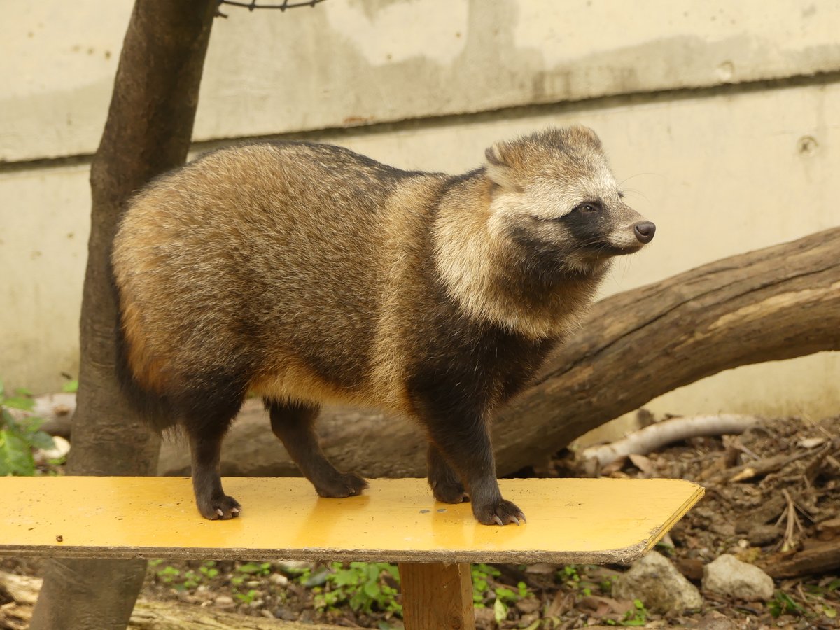 kao_rinrin's tweet image. #東山動植物園 #ホンドタヌキ #あこ 20241126